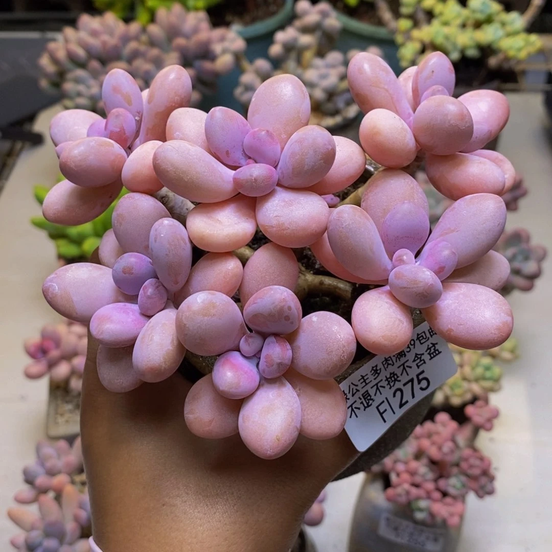 275糖果桃蛋多肉10cm