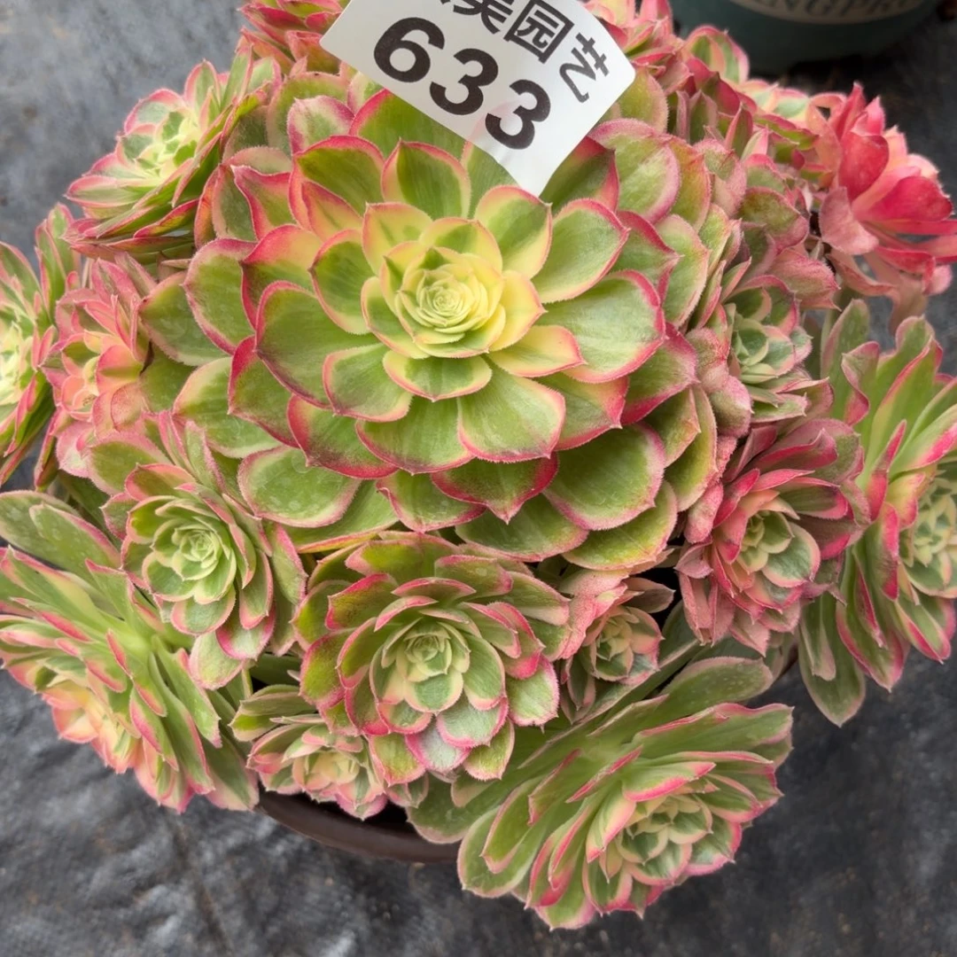 墨***凉西施老桩633肉肉肉肉肉