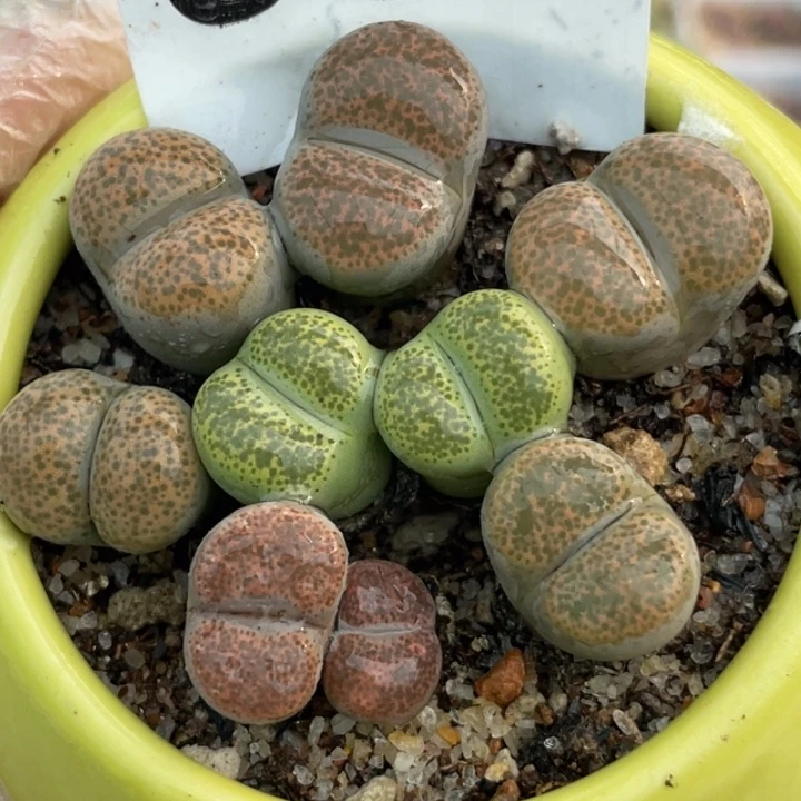 608彩碧琉璃带盆ll