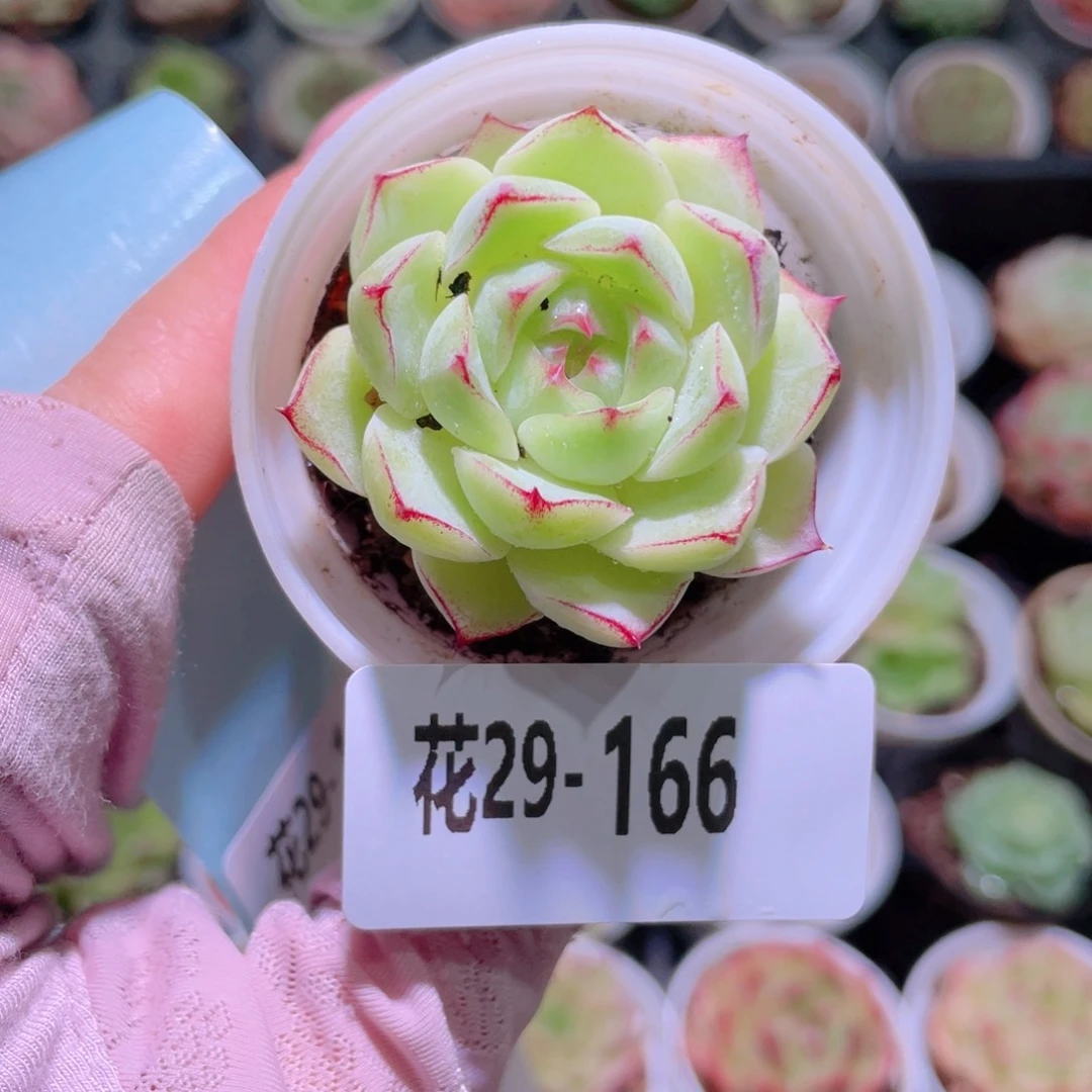 花利美29-166女王玫瑰