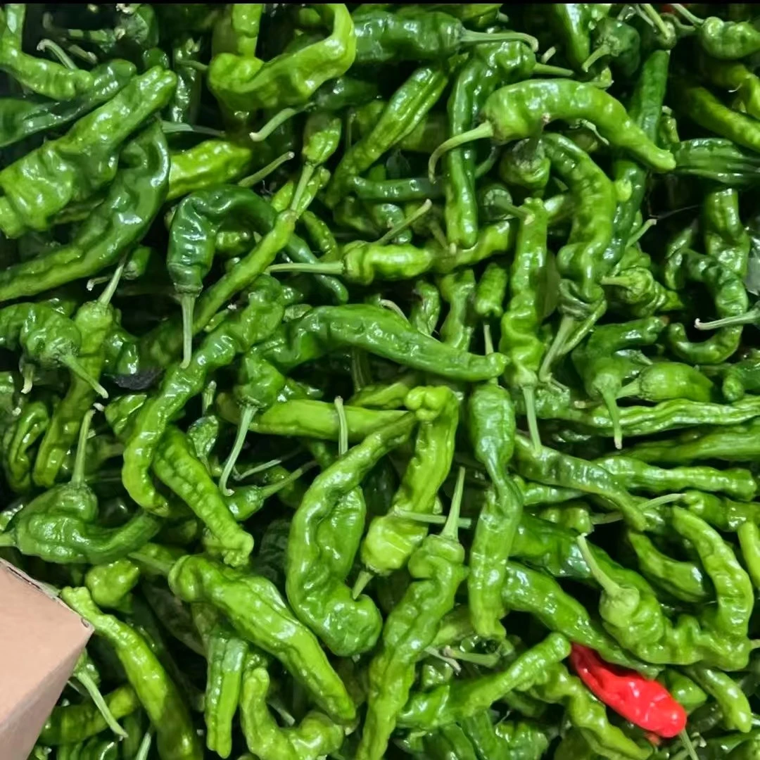 贵州高山农家自种本地螺丝辣椒【现摘现发】