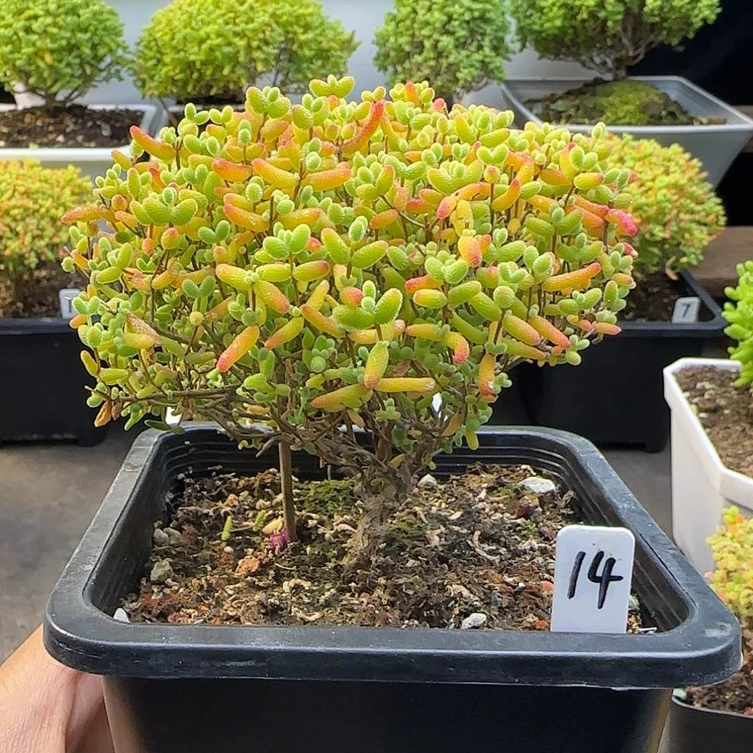 蜜橘糖球一物一拍