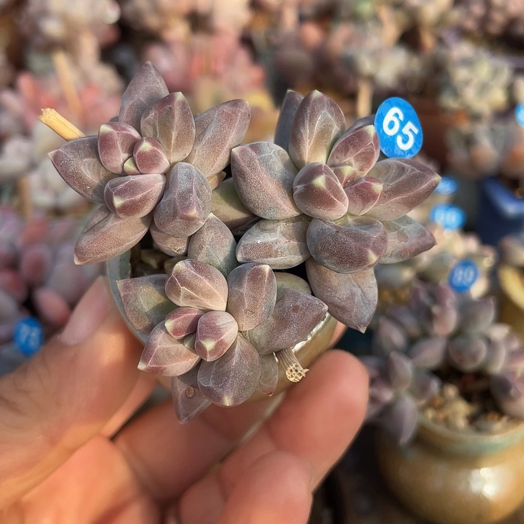 乌拉克拉 4口盆脱土发