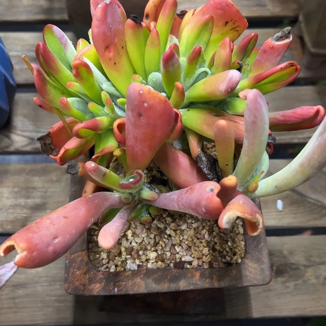火狐狸缀38 零零多肉植物