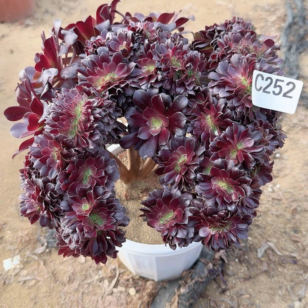 252欧紫朵朵一颗呀呀