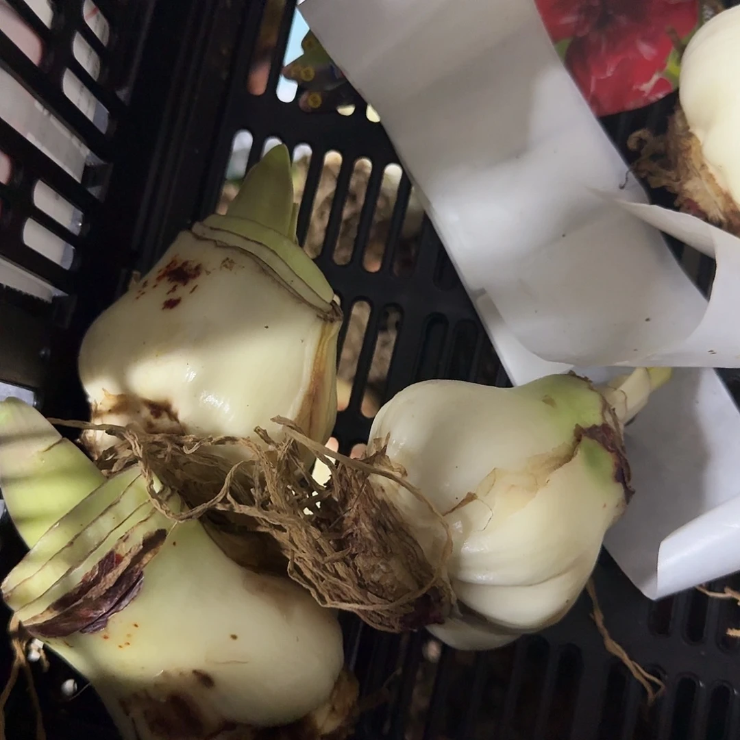 三颗摇滚乐丑球烂球