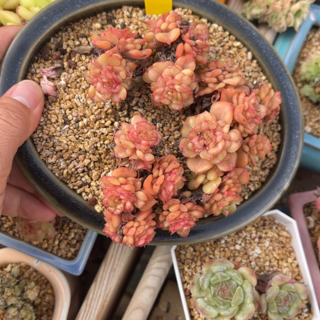 蜡牡丹老庄可拍4484