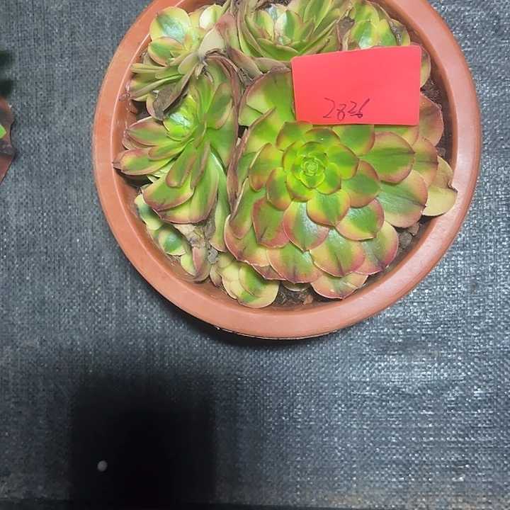 万7彩多肉植物保护2826