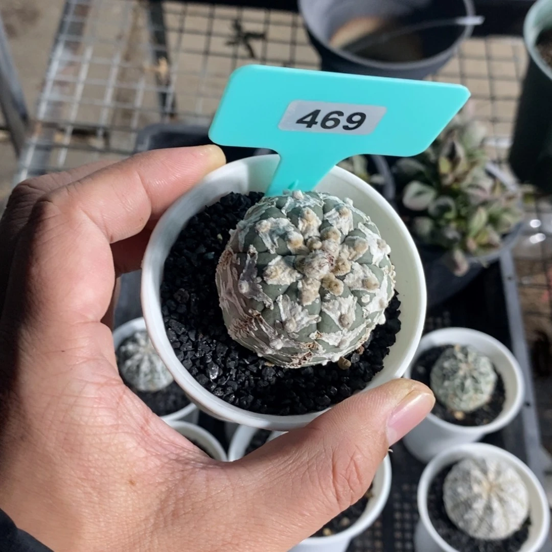 泰系v兜多肉植物一个