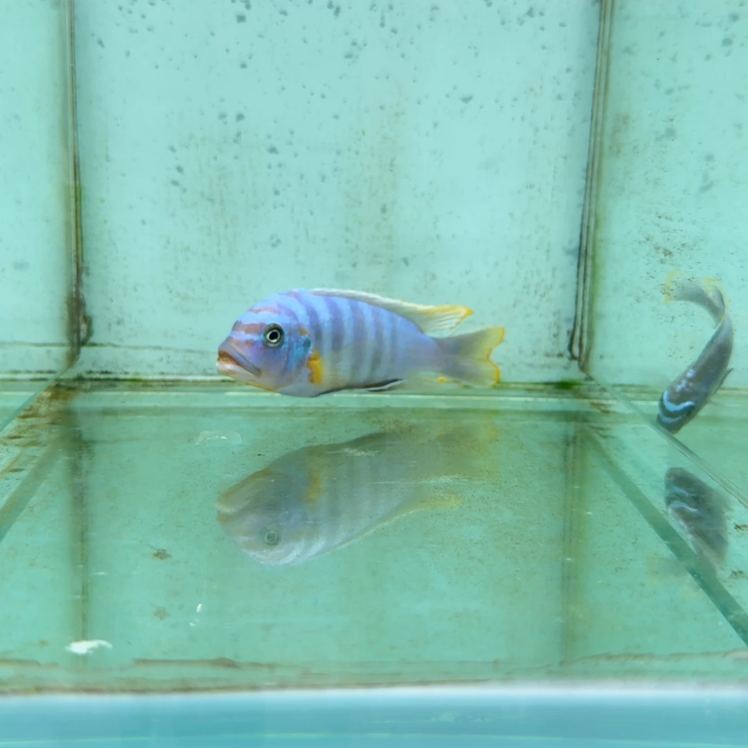 慈鲷628野伊孔背费恩。