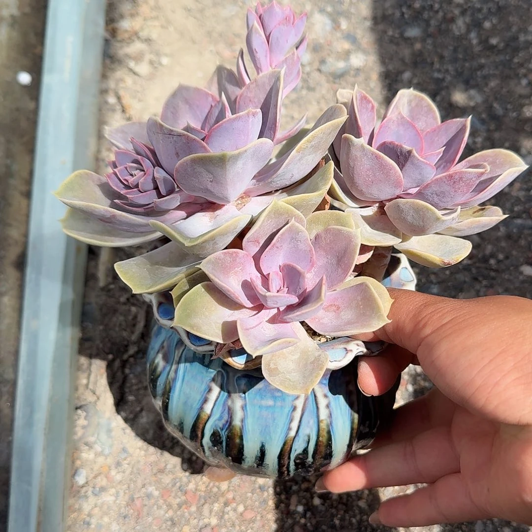 紫珍珠带盆大号多肉植物