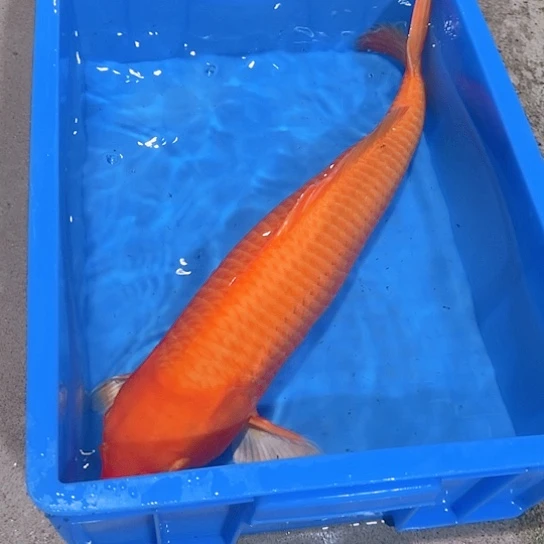 海水赤木芒果红芥子