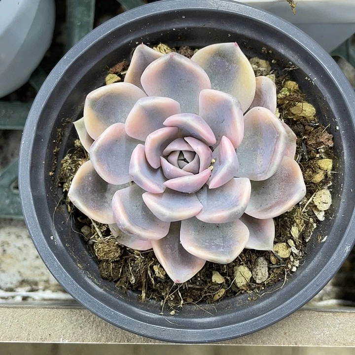 汉堡锦一物一拍锦龙