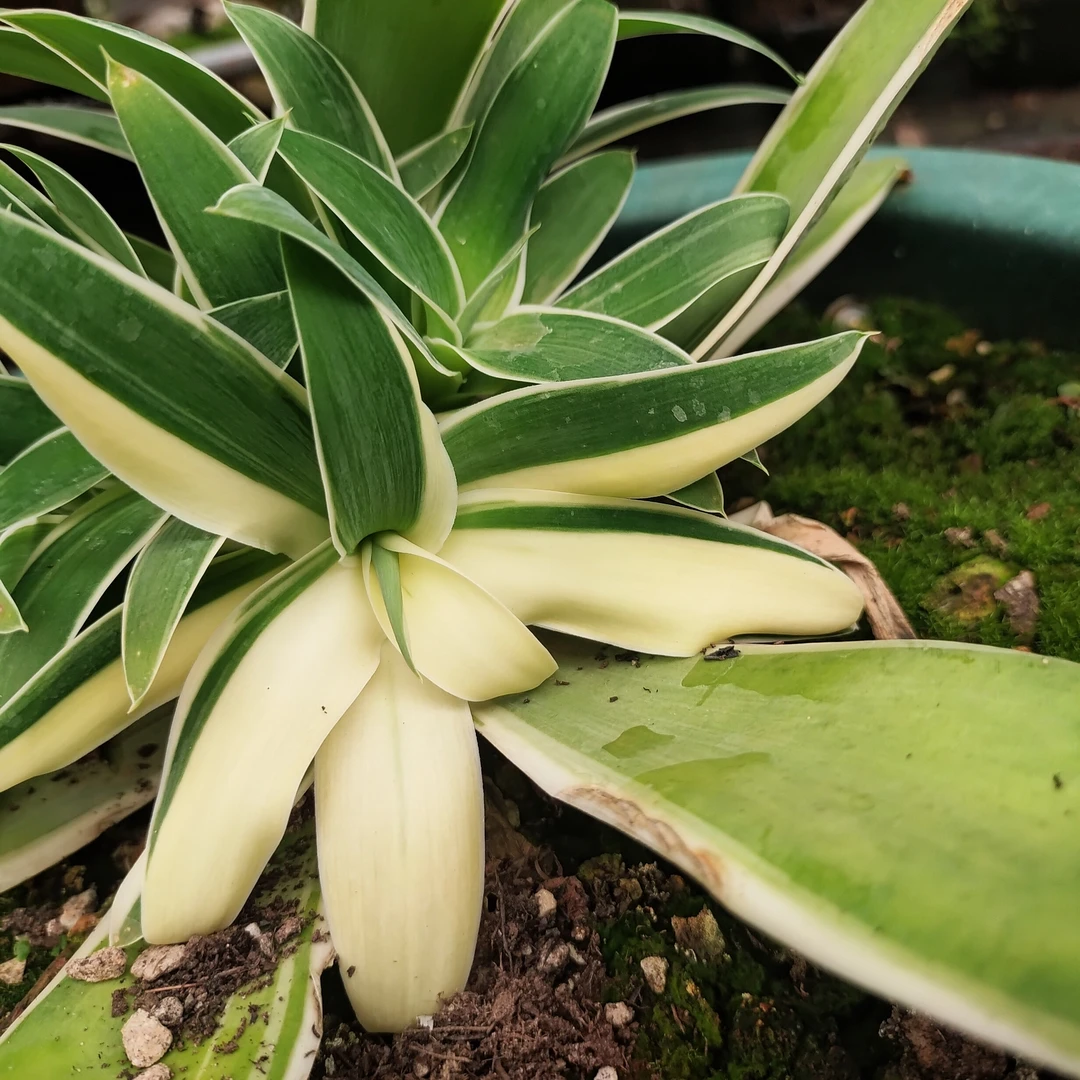 狐尾阴阳白锦龙舌兰顶芽稀有10cm 沙生植物多肉植物