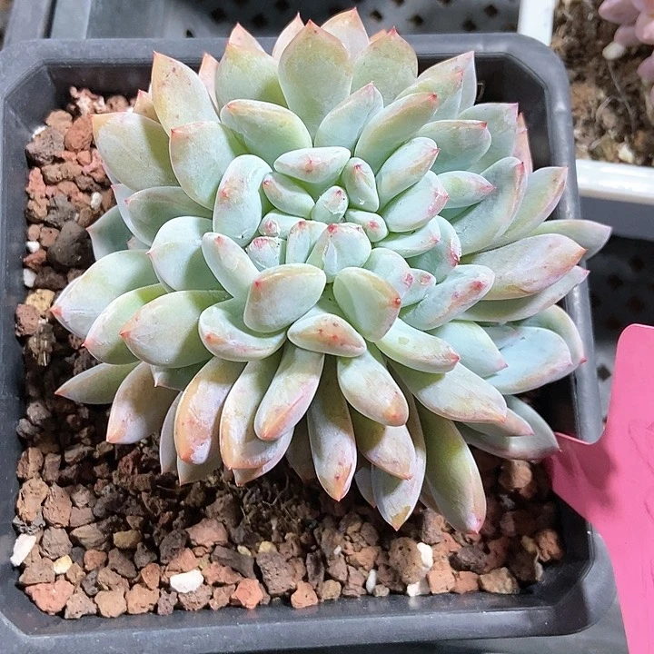 多肉植物橙子缀602