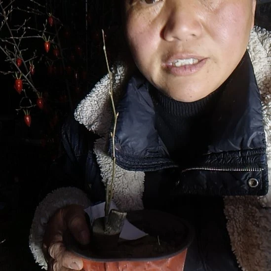 海***风无花朵456856845988