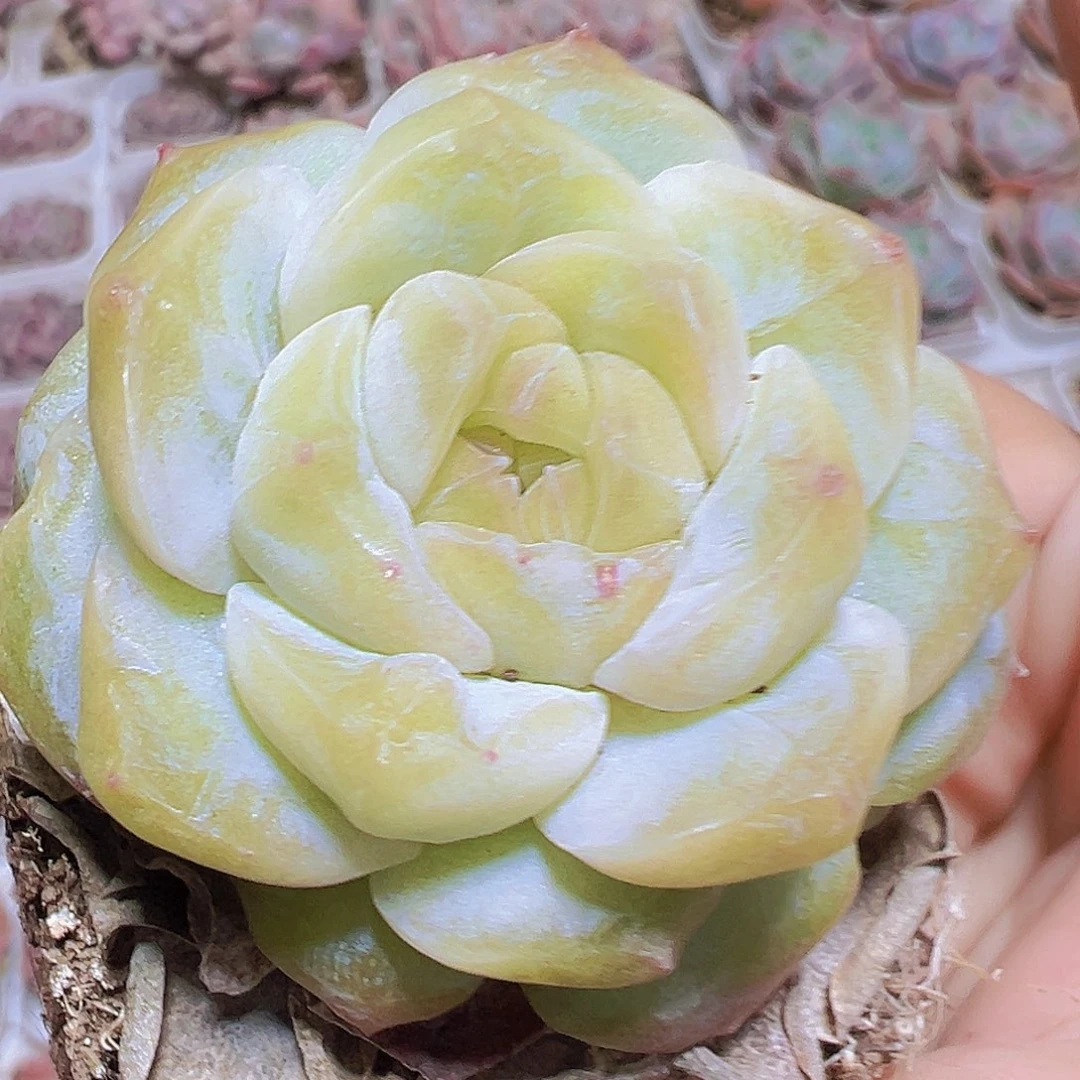 白梦幻19包邮多肉植物