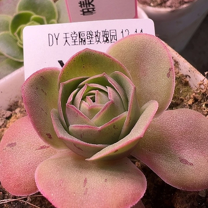 杨727 帕美mex各种