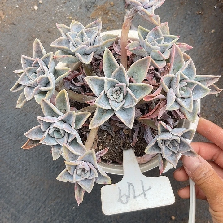 晨语多肉，一物一拍119哈利