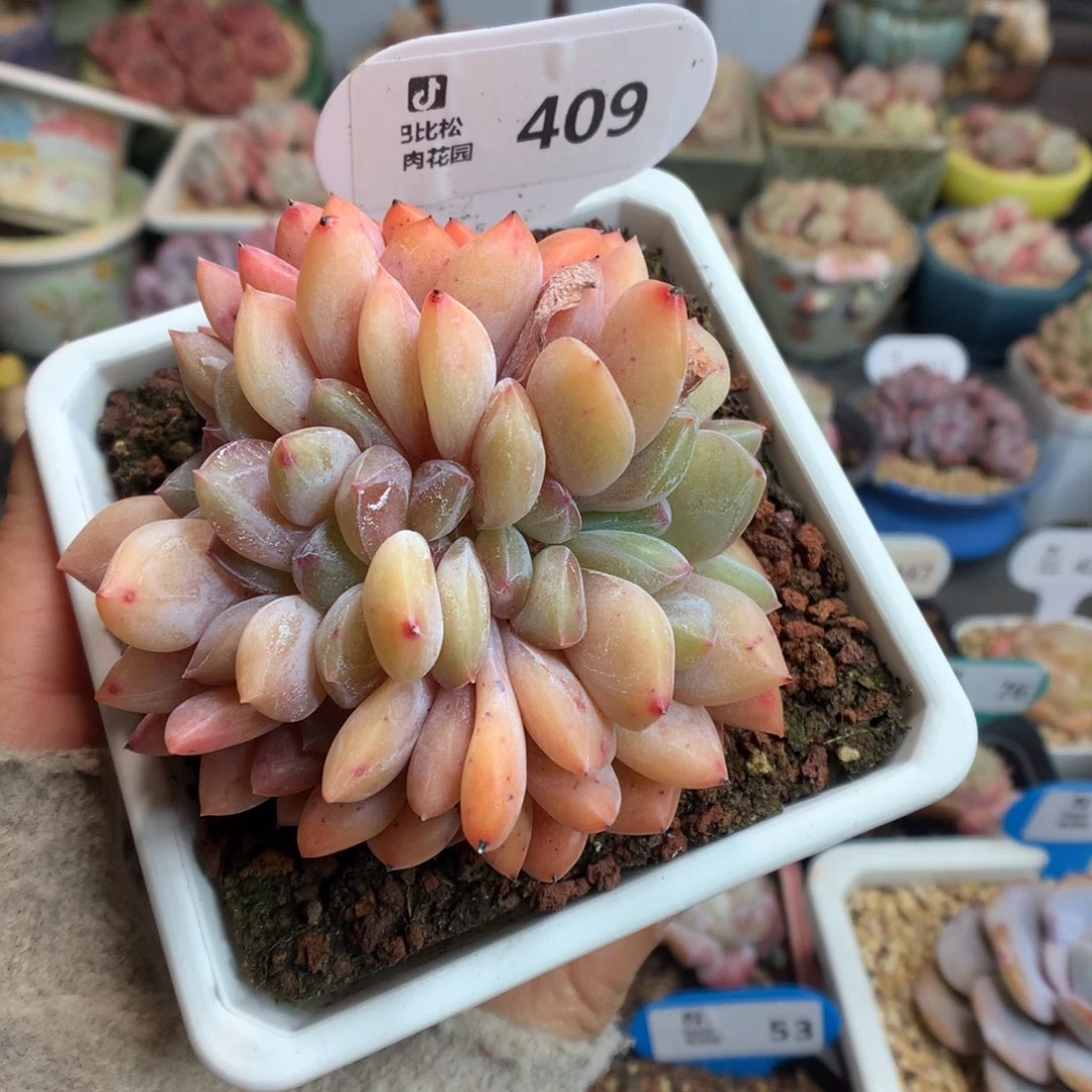 409梦露缀化多肉植物