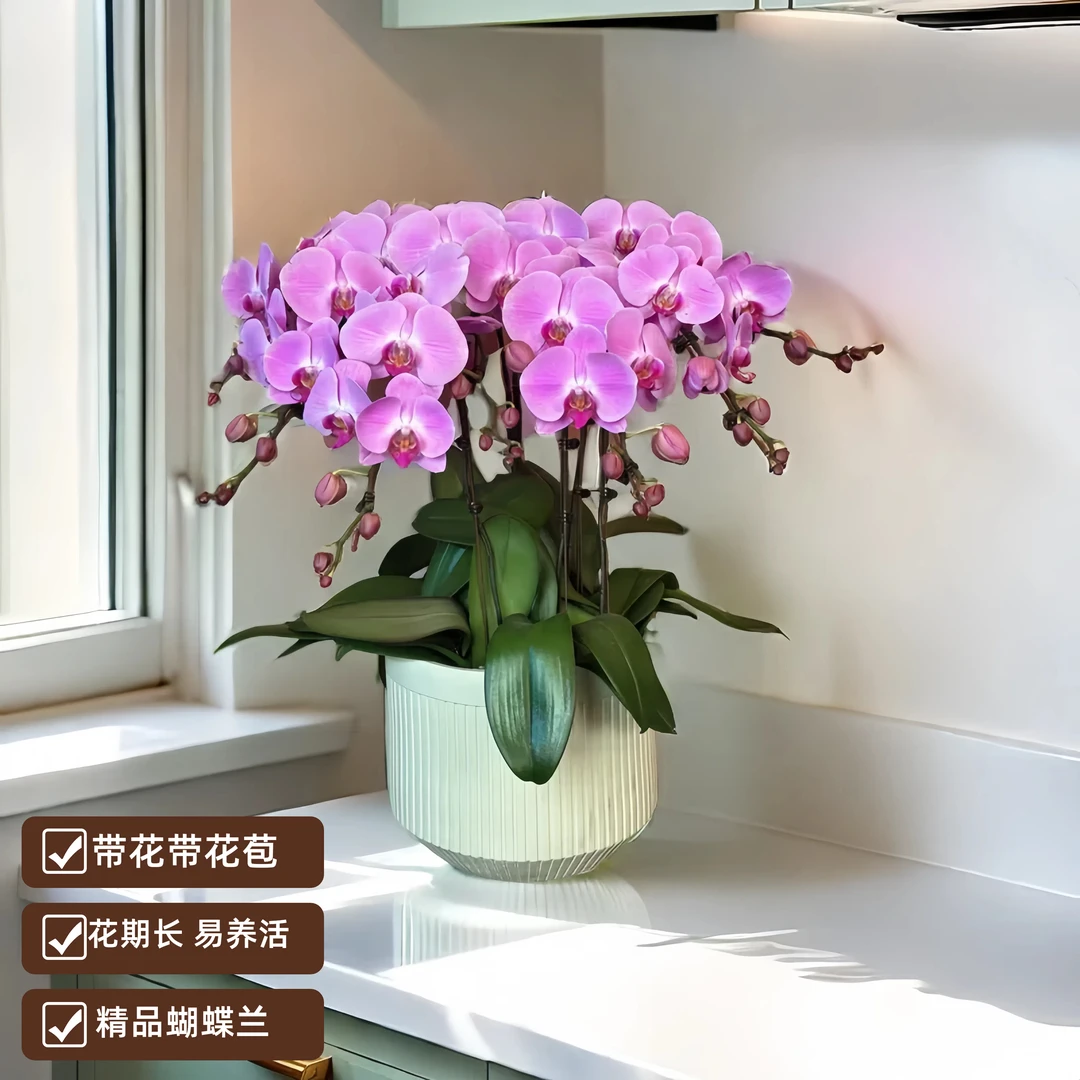 【粉冠军】精品蝴蝶兰 室内花卉 客厅餐桌
