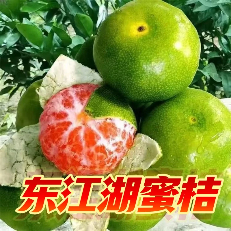 清江东江湖蜜桔现摘无籽蜜橘青皮蜜桔果园直发新鲜应季水果