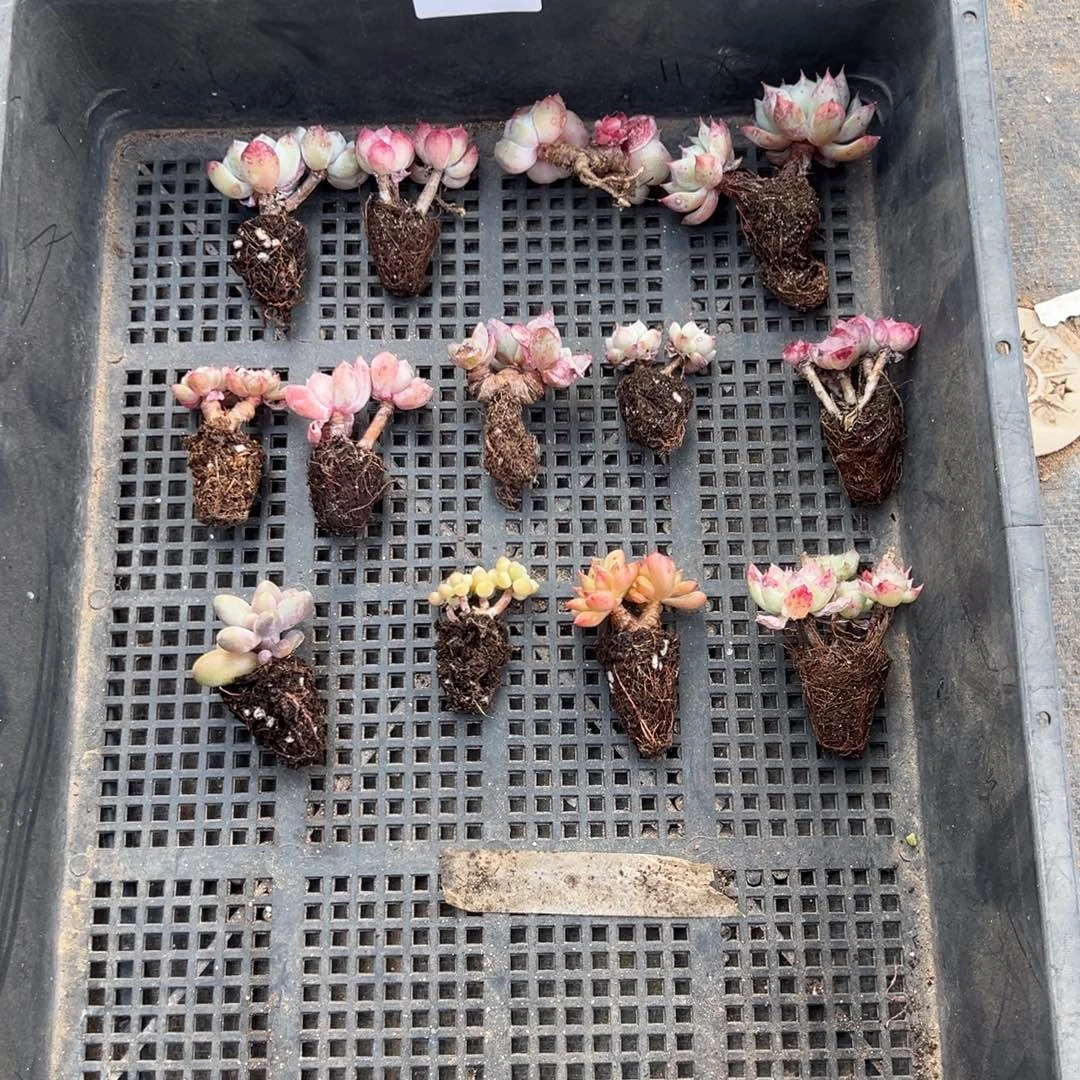 最***我672号小老庄到手一筐一物一拍