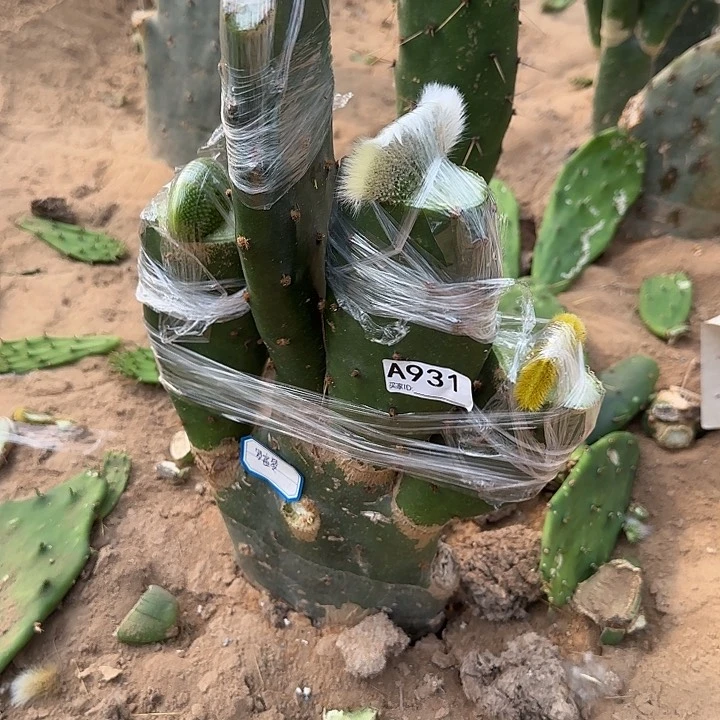 无花朵罗*琴嫁接习➕九尾狐缀931