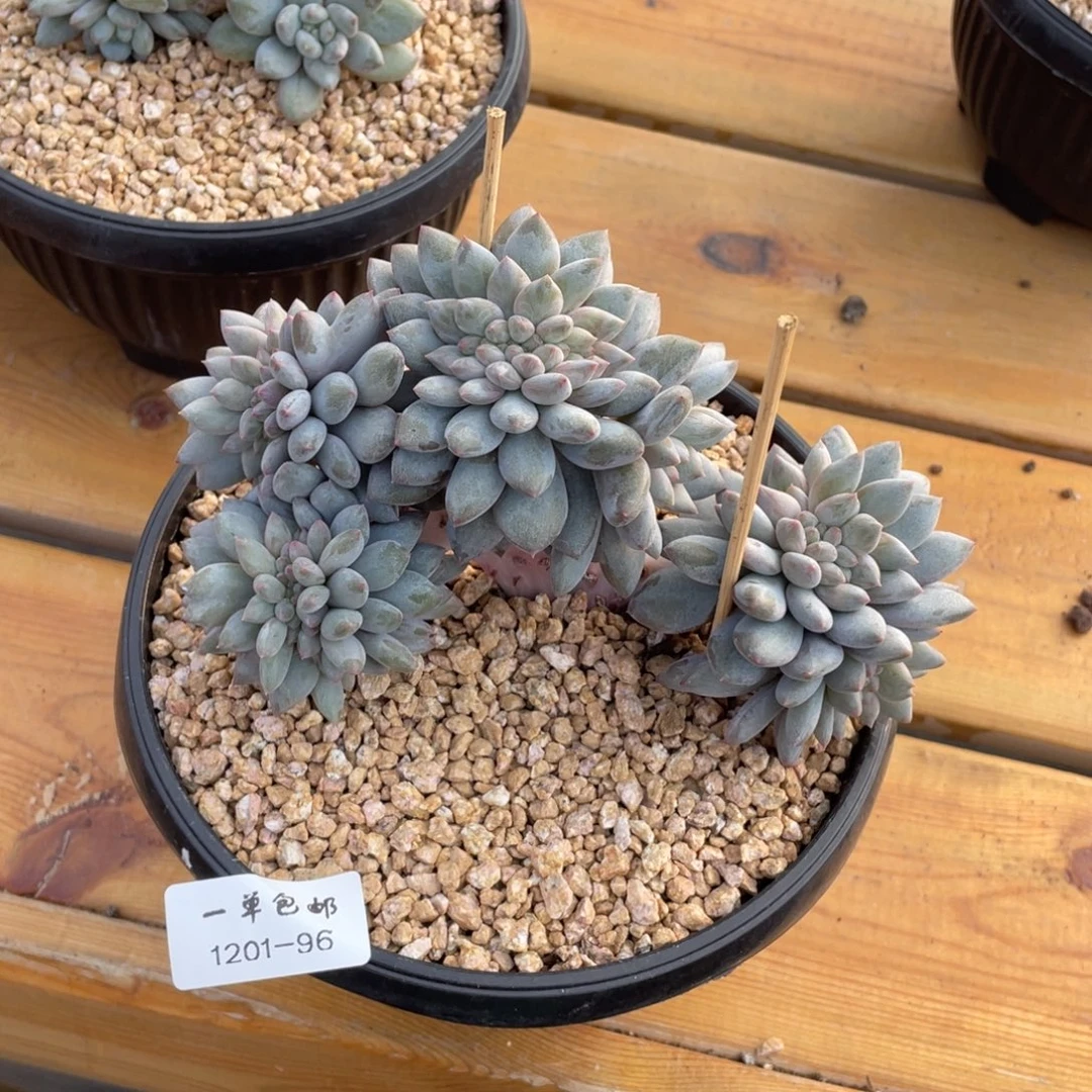 多****1201-96-半夏缀化。。。。。。。。