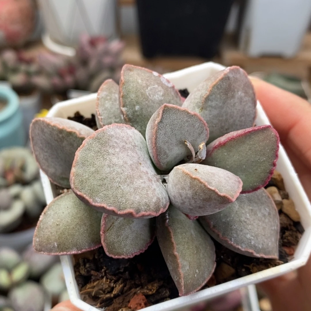 金牛座水泡多肉植物