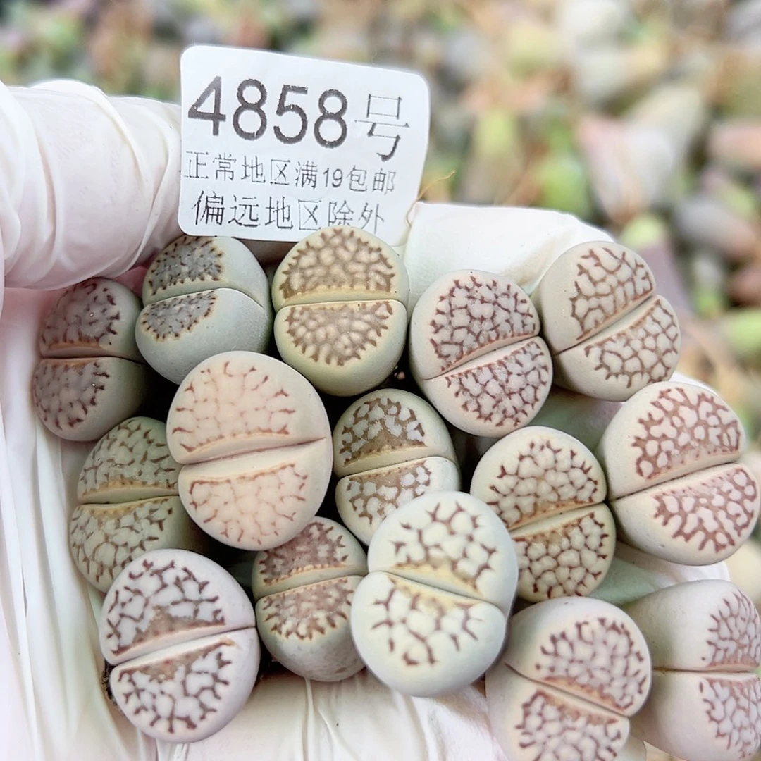 4858 好养易活生石花大母本15个1.5cm左右