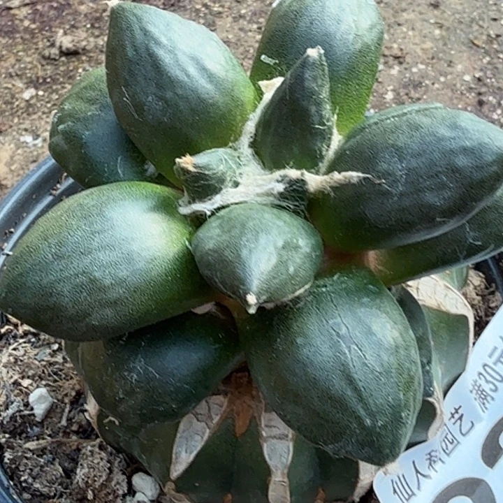 无花朵苗接柳叶蛋尤227