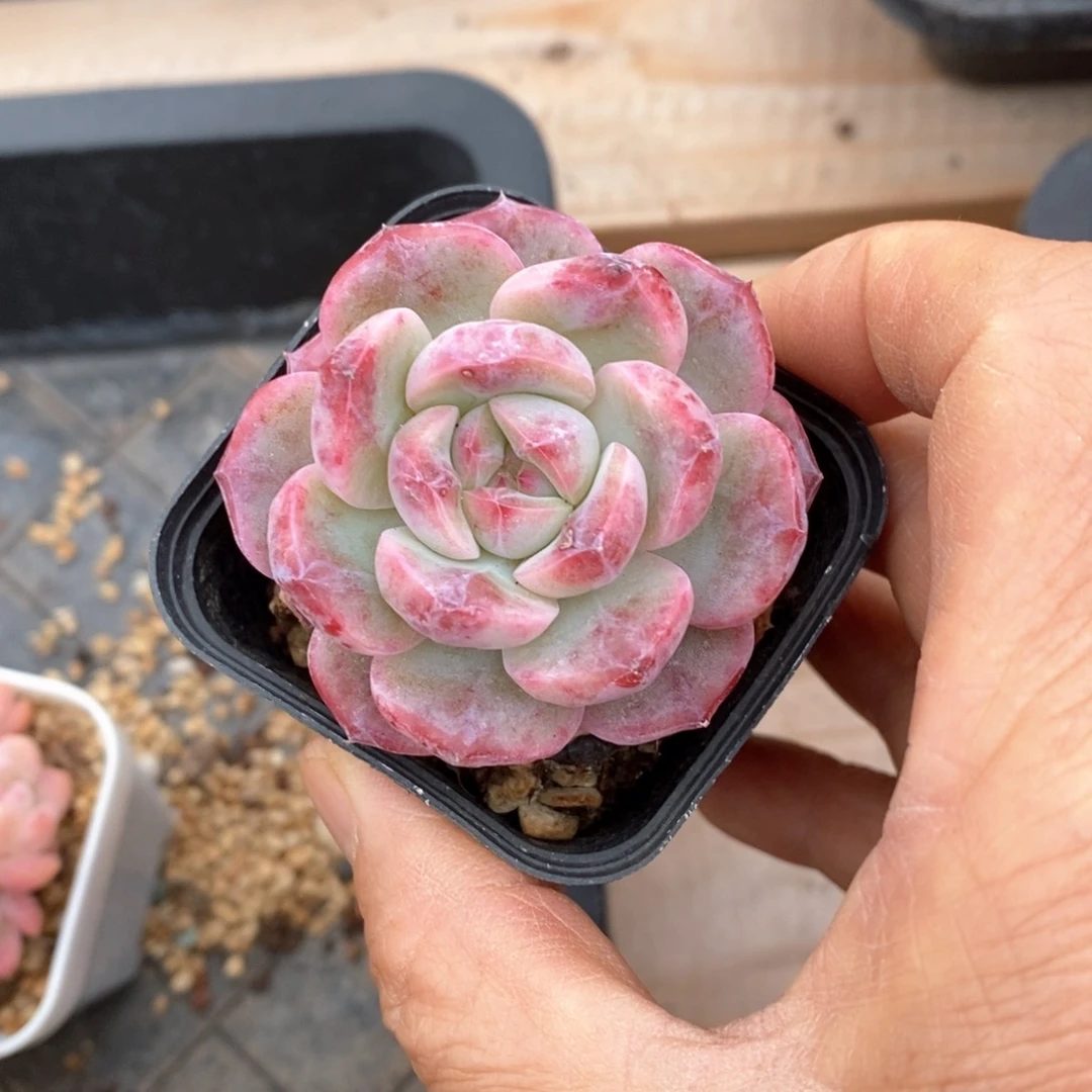 精品多肉一物一拍不包整63