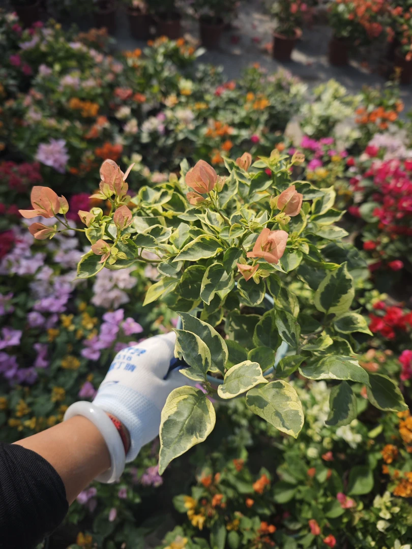 【一物一拍】爬藤四季开花三角梅