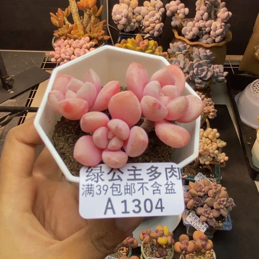 304粉桃花多肉5c m