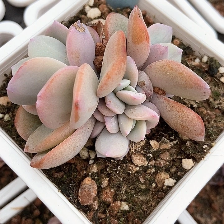 多肉植物6057多肉