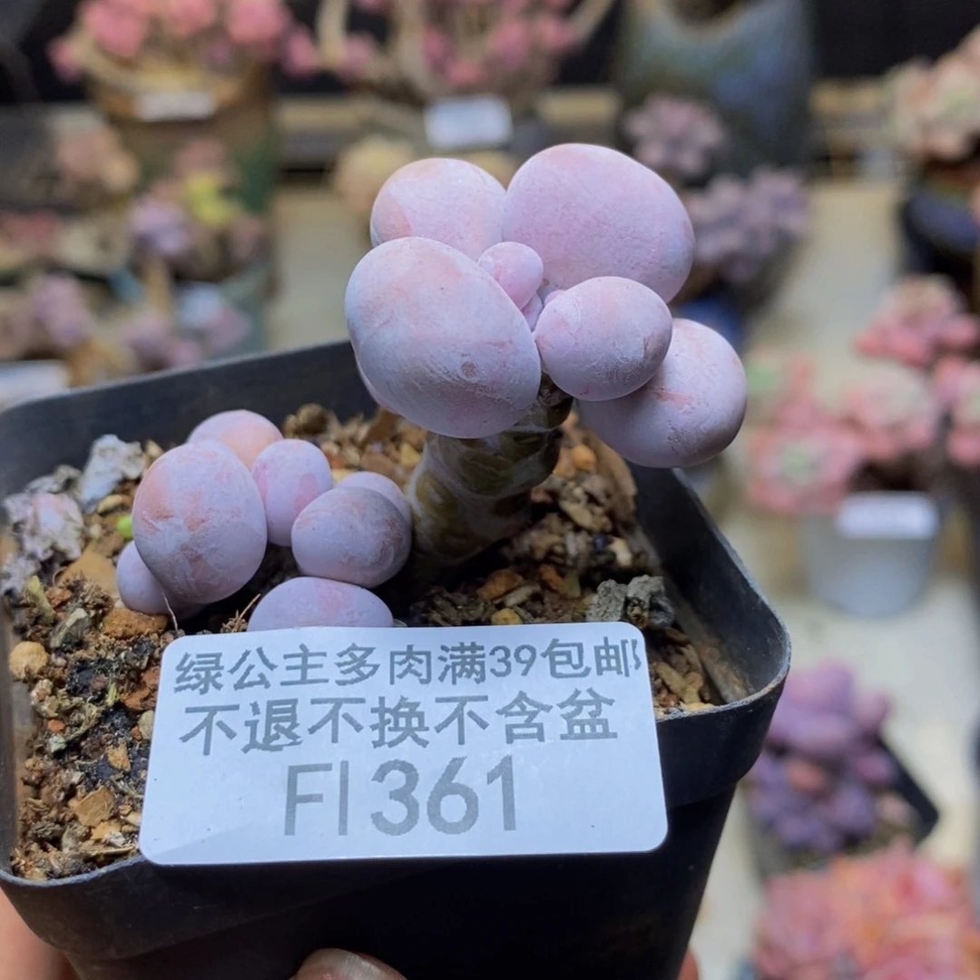 361橙奶多肉肉4c m