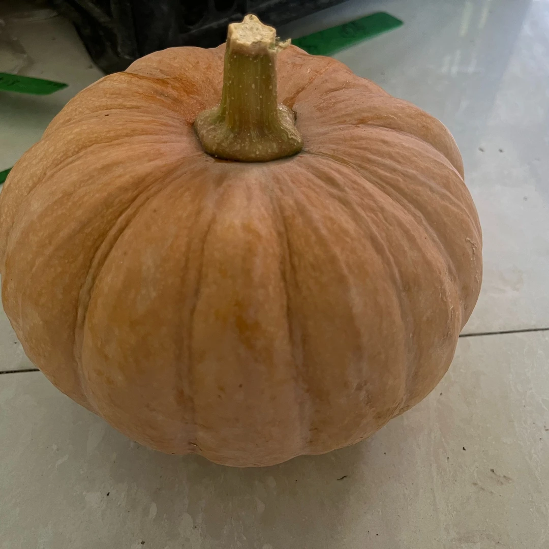 （书记助农） 老南瓜