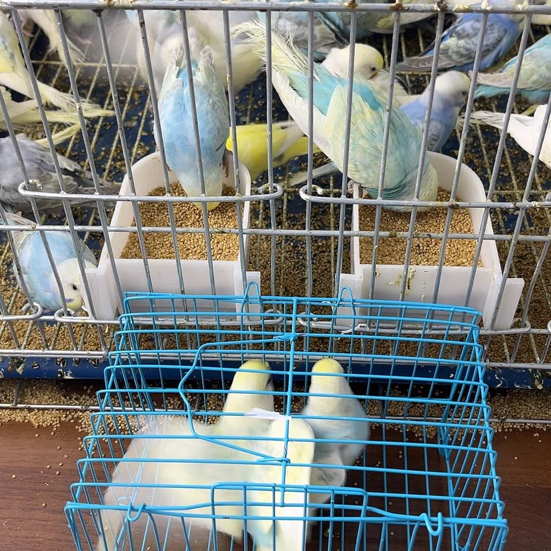 虎皮鹦鹉金彩鹦鹉