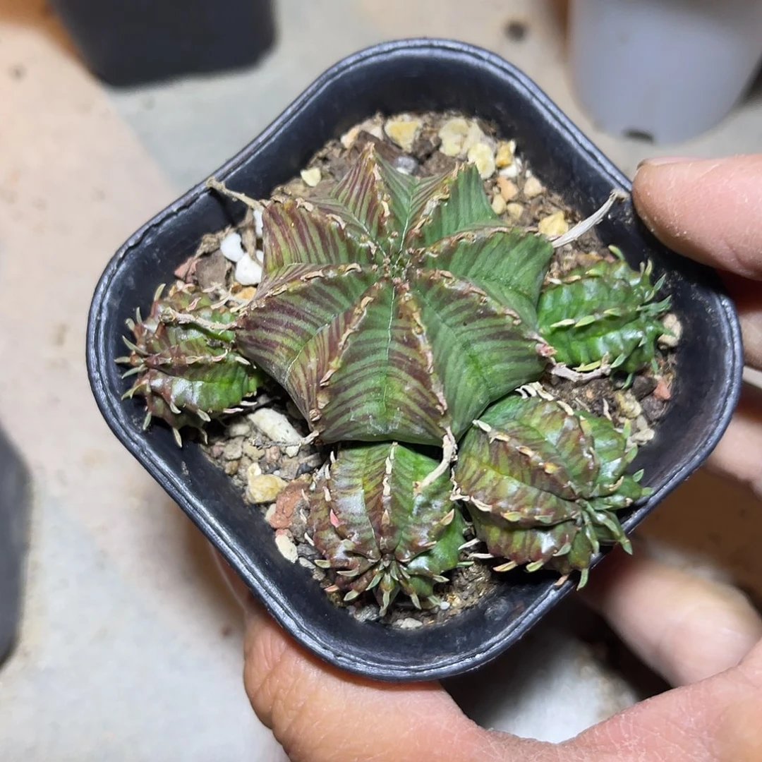 法利达大大群一物一拍