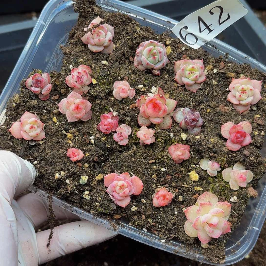 多肉植物多肉植物642