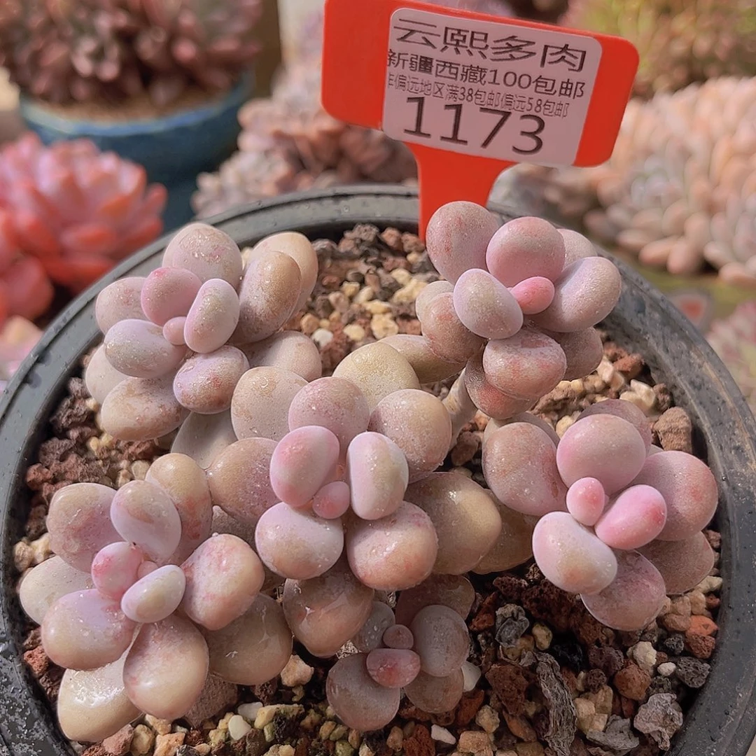 1173桃蛋多肉植物