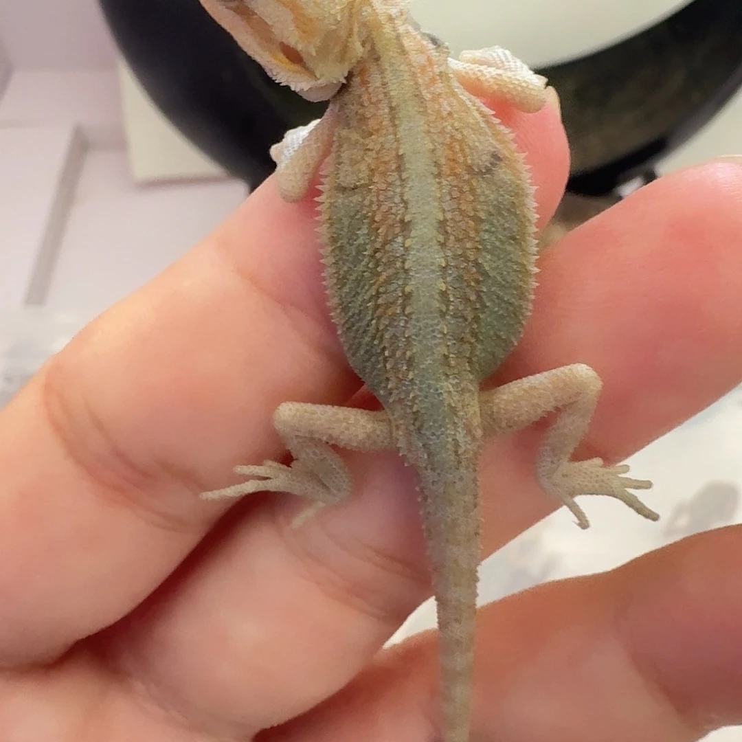 鬃狮蜥1只柑橘鬃狮蜥