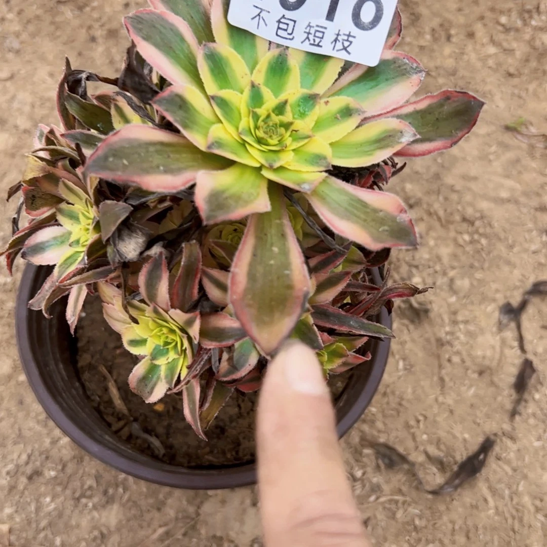 热恋多肉植物法师