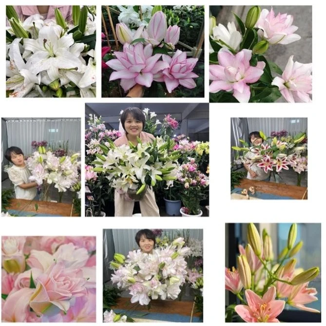 《试种球》1颗大球百合种球阳台庭院盆栽花苗百合花种球