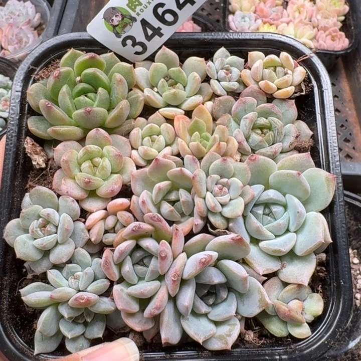 多肉植物多肉植物