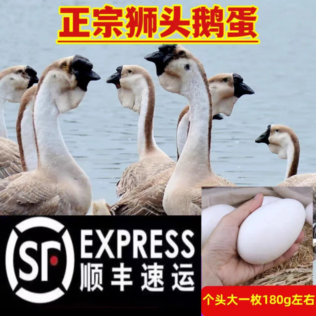 （3两左右）特大种狮头鹅 蛋营养丰富顺丰包邮到家