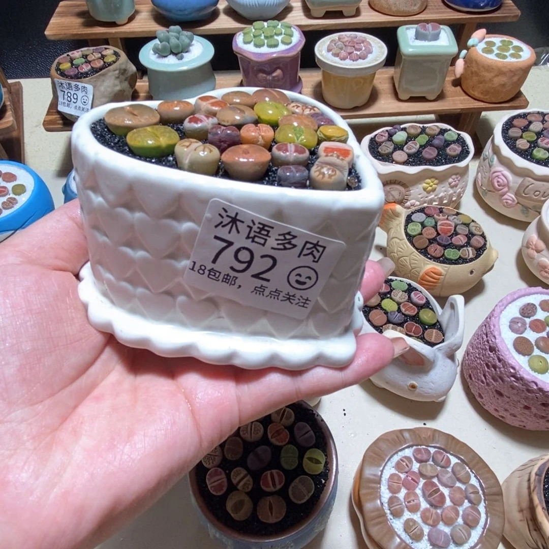 所见即所得 一物一拍792