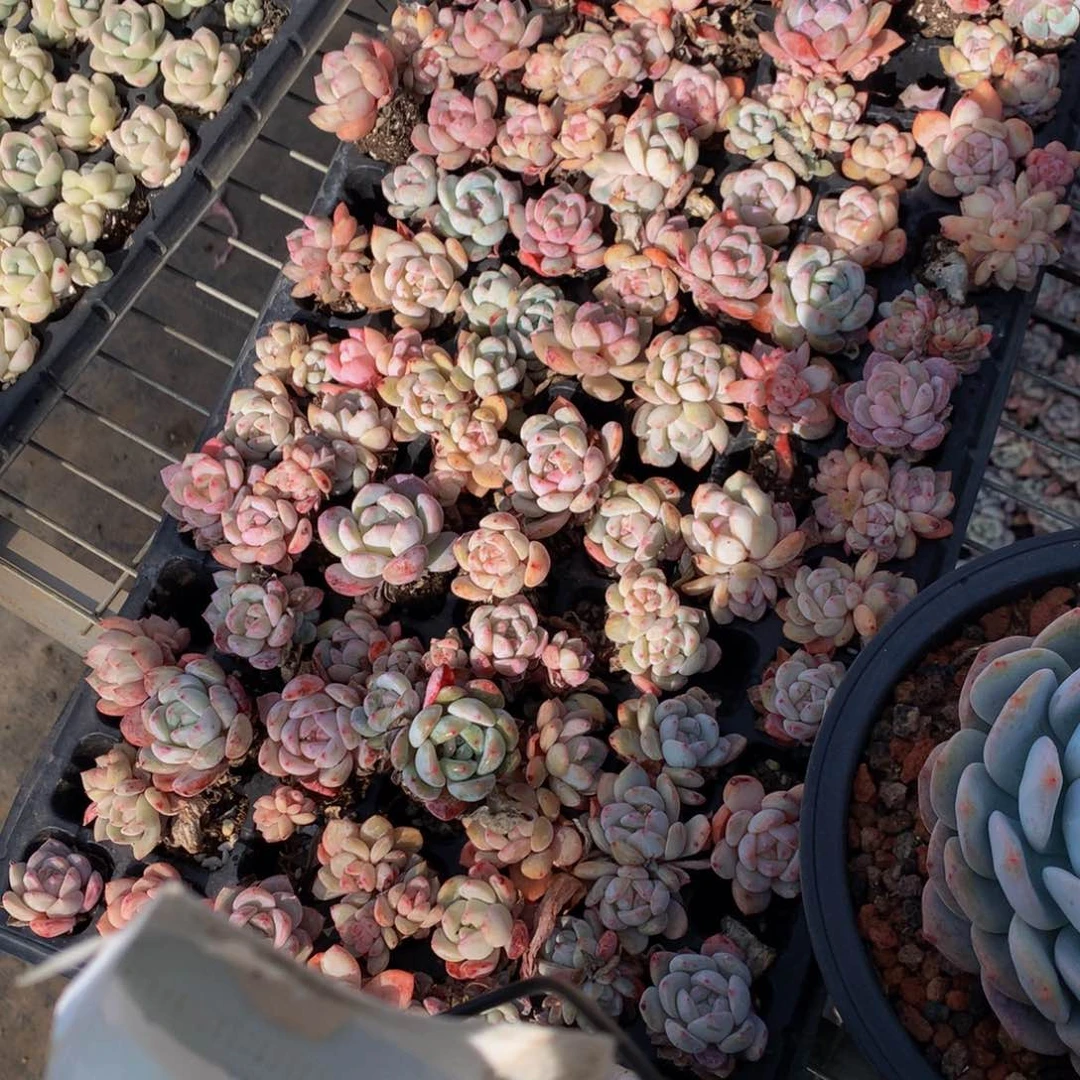 星影小的15个嗯嗯嗯哦