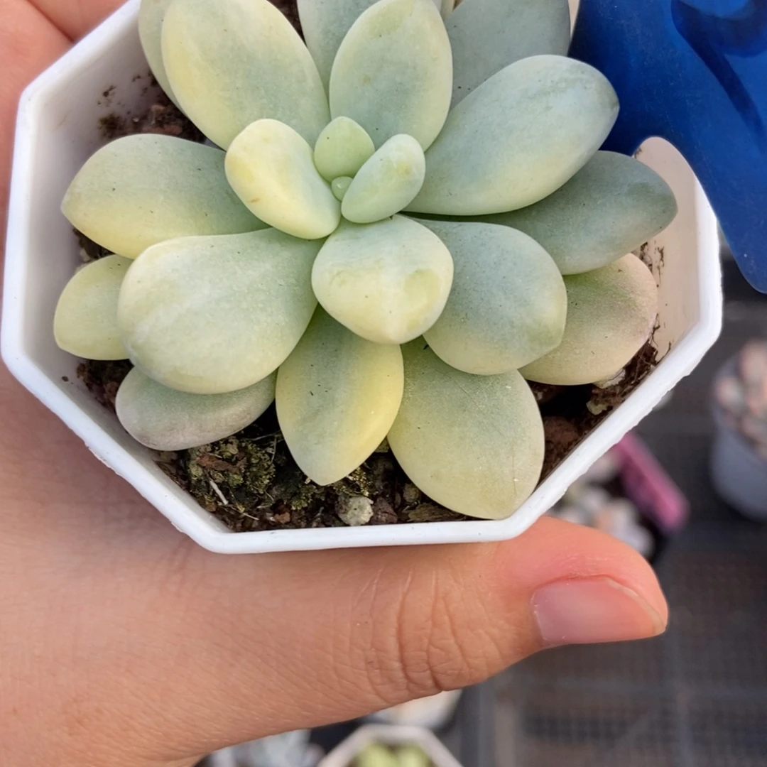 12洛神锦多肉植物